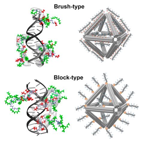 A peptoid coat keeps these DNA origami structures safe — so they can ...