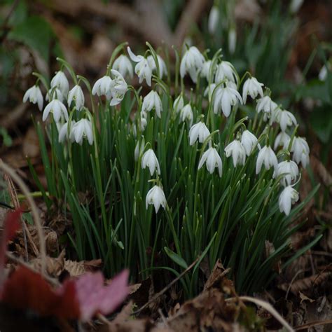 Common Snowdrop Bulbs Galanthus Nivalis In The Green