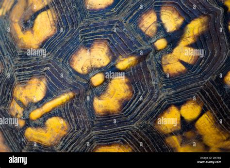 Tortoise shell pattern hi-res stock photography and images - Alamy