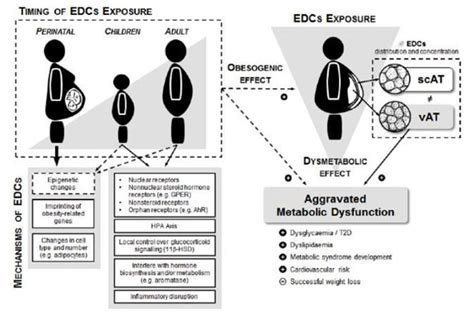 The Role Of Endocrine Disruptors On Metabolic Dysfunction