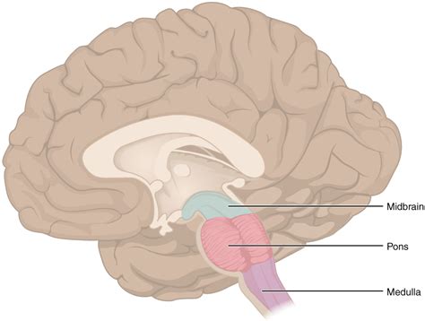 Medula Oblonga Medulla Oblongata Xcvwiki