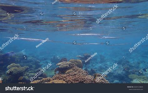 Red Sea Houndfish Tylosurus Choram Undersea Stock Photo 2020123844