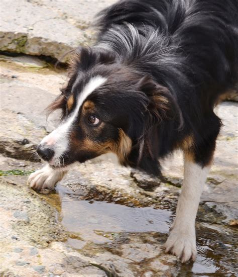 Tri Color Border Collie Facts Genetics Faqs With Pictures Atelier