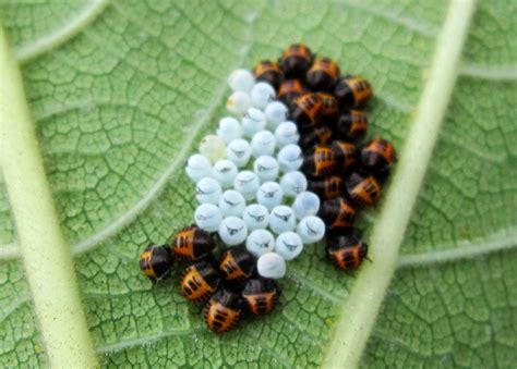 Ladybug Eggs