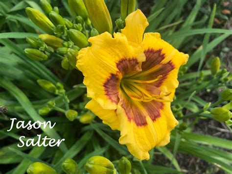 Jason Salter Happy Go Daylily