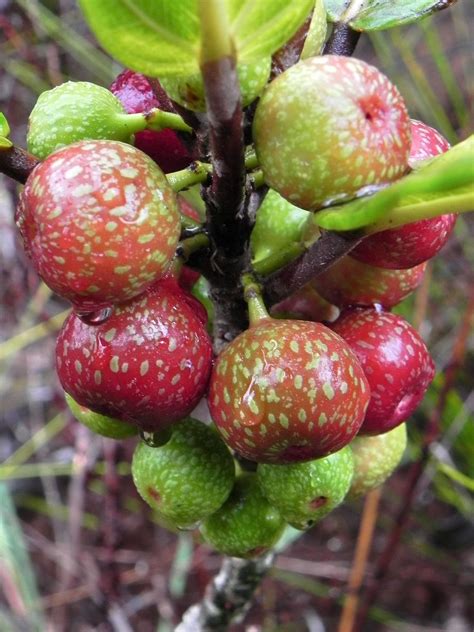 ficus sp ficus fruit fruit  veg