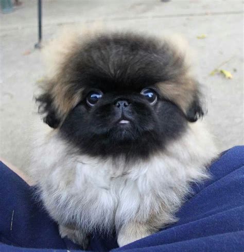 Cutest Puppy In World The Pekingese Yorkies Pekingese Puppies