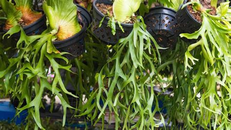 Bifurcatum Platycerium Staghorn Fern Care Pro Guide