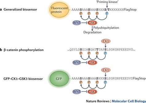 Generation Of Protein Half Life Biosensors And Their Potential Use In