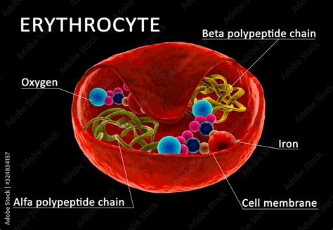 Red blood cell structure Stock Illustration | Adobe Stock