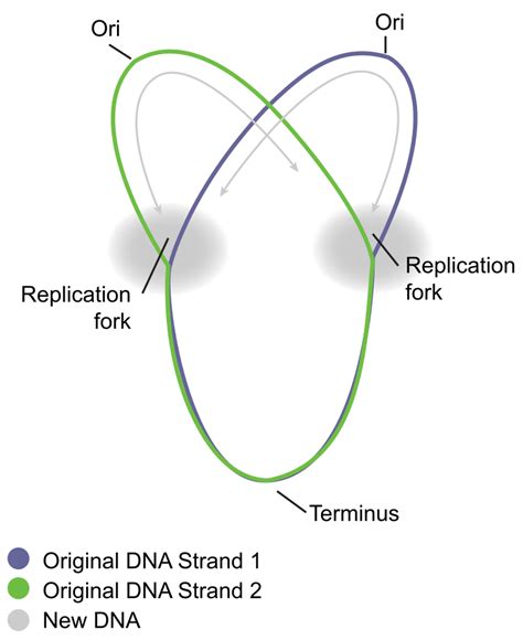 Plasmid Replication Mechanisms Theta And Rolling Cycle