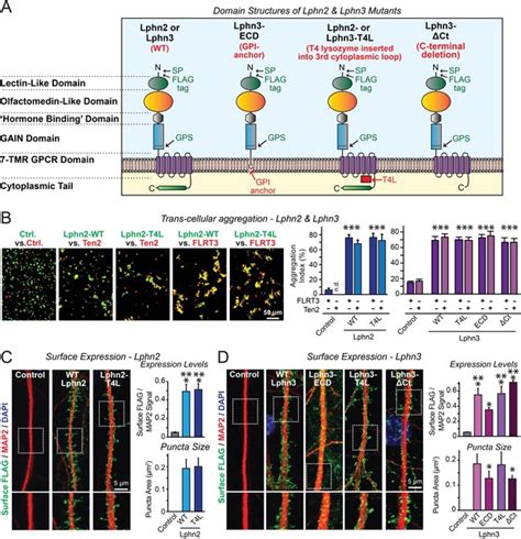 Latrophilin Gpcr Signaling Mediates Synapse Formation Elife