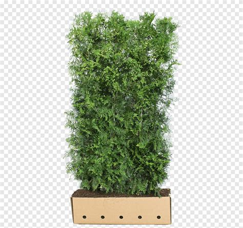 Arborvitae Hedge Carpinus Betulus Evergreen Cherry Laurel Grass