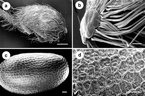 Sem Photographs Showing Fruit And Seed Features A Mericarp Of Download Scientific Diagram