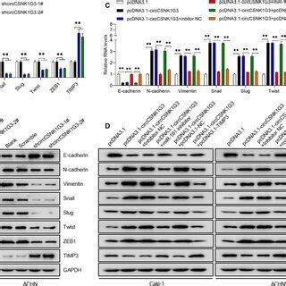 CircCSNK1G3 Facilitates Epithelial To Mesenchymal Transition In RCC