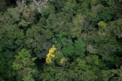 Unidades de Conservação Estaduais têm queda de 41 nos alertas de