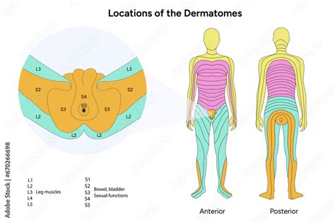 Locations Of The Dermatomes Male Stock Vector Adobe Stock