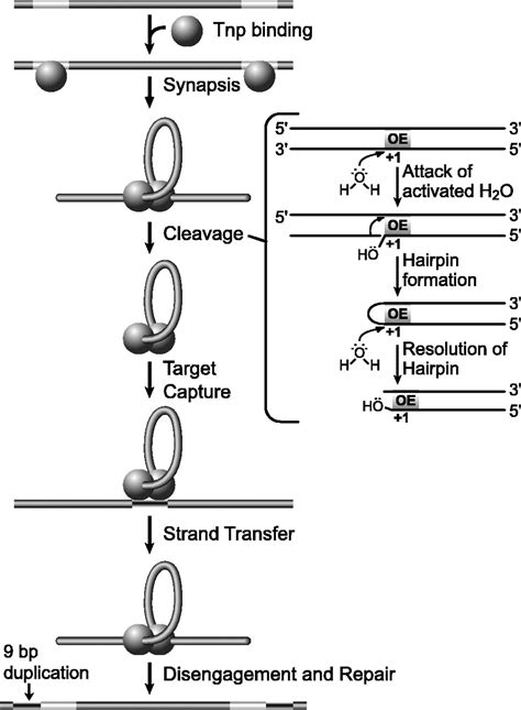 Comparative Sequence Analysis Of IS50 Tn5 Transposase Journal Of