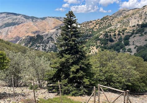 L albero di Natale più raro al mondo si trova in Sicilia alla scoperta