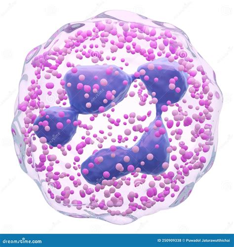 Neutrophille Pmn Polymorphonucléaire Globules Blancs Avec Membrane