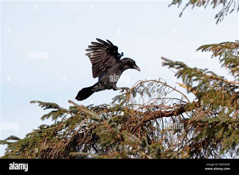 Crow landing hi-res stock photography and images - Alamy