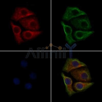 Phospho Src Tyr Tyr Antibody Affinity Biosciences Ltd