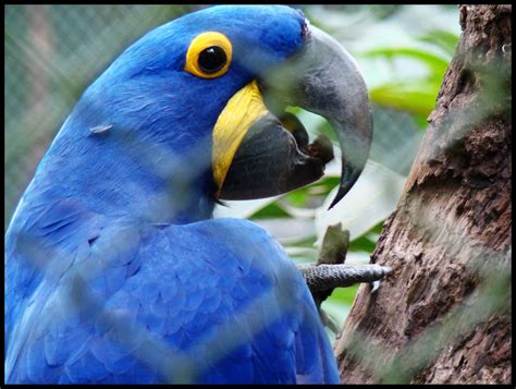 Arara Azul A Arara Azul de Lear Anodorhynchus leari é um Flickr