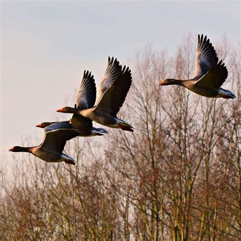 Brown Bird Flying Into House Spiritual Meaning Awakening State