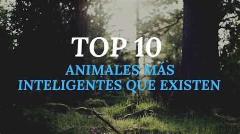 Top 10 Animales Más Inteligentes Del Planeta 🧠 Youtube