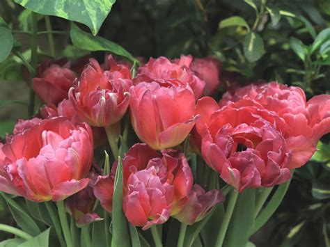 Tulip Double Early Taiwan From Leo Berbee Bulb Company