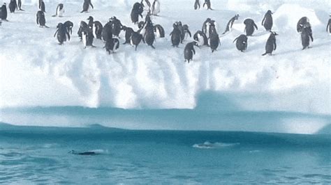 Penguins GIFs - Find & Share on GIPHY