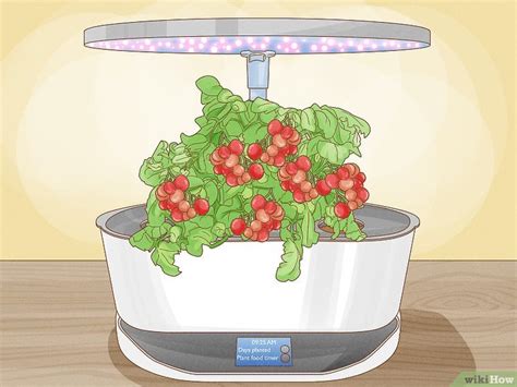 How to Grow AeroGarden Tomatoes: Planting, Pruning, & More