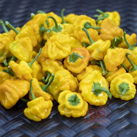 Scotch Bonnet Yellow Pepper Plant 86peppers