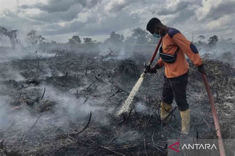 Upaya Pemadaman Kebakaran Hutan Dan Lahan Di Pangkalan Bun Kalimantan Tengah Antara News