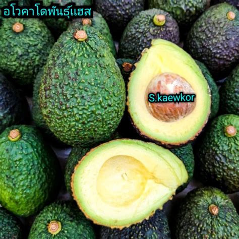 อโวคาโดพันธุ์ เเฮส Avocado Hass 🥑 ลูกใหญ่ 4 5 6 7ลูก 1 กิโล กรัม Shopee Thailand