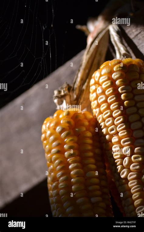 Corn and Spider Web low light Stock Photo - Alamy