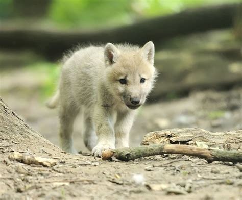 Top Ten Cutest Wolf Pups Earth Rangers Wild Wire Blog