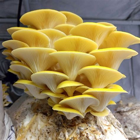 Pleurotus Citrinopileatus Seta Amarilla