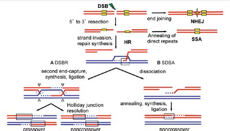 Figure From The Role Of Blm Helicase In Homologous Recombination