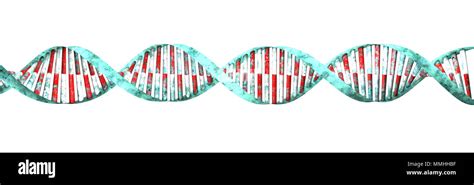 DNA Deoxyribonucleic Acid Is A Thread Like Chain Of Nucleotides