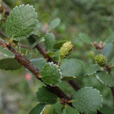 Birch, Dwarf : buy Birch, Dwarf / Betula nana
