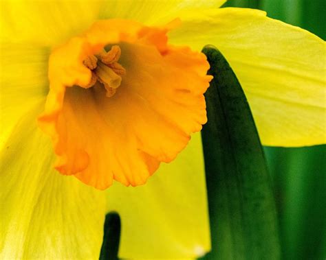 Easter Flowers Their Meanings And Symbolism LÖv Flowers