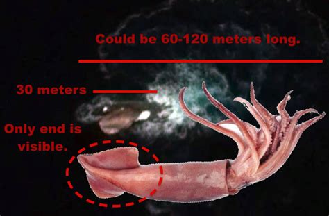 Ufo Sightings Daily Meter Giant Squid Found On Google Earth The