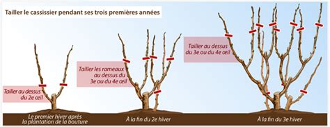 Comment Tailler Un Cassissier Ooreka