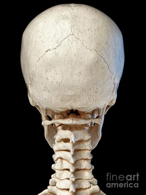 Human Skull And Neck Bones Photograph By Leonello Calvetti Science