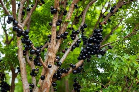 Gr Forth Jabuticabeiras Adubo Fertilizante Jabuticaba Mercadolivre