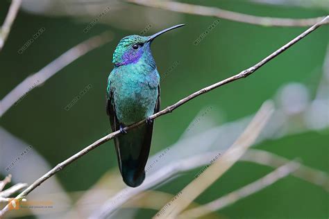 Veilchenohrkolibri Bild Bestellen Naturbilder Bei Wildlife Media