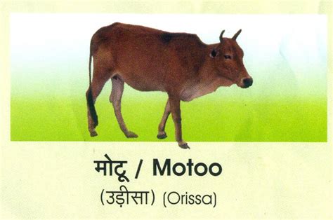 Indian Cow Breeds getting extinct | Breeds, Cute cows, Breeds of cows