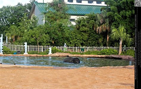 Baby Asian Elephant Playing in Pool by DamselStock on DeviantArt