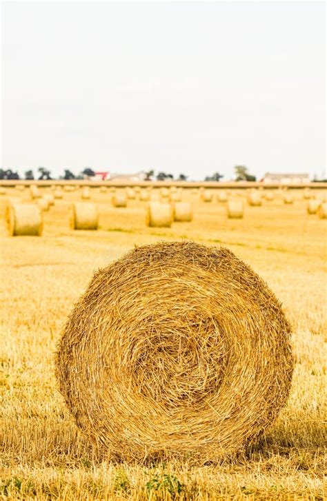 Haystack In The Field After Harvest Round Bales Of Hay Across A Farmer